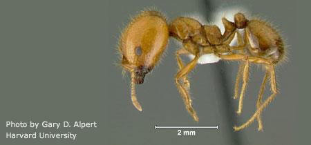 Kiến đầu to - bighead ant